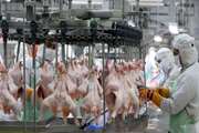 تدوین طرح تولید قراردادی گوشت مرغ