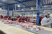 سیستان‌ و بلوچستان به یکی از محورهای تأمین گوشت قرمز کشور تبدیل شده است