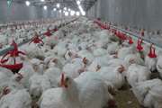 اقدامات پیشگیرانه آنفلوانزای فوق‌ حاد پرندگان در مرغداری‌های کشور