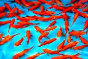 تکذیب واردات ماهی قرمز از چین و سایر کشورها