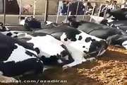  تیرِ ناشر اصلی فیلم جعلی مرگ گاوهای یک دامداری با ذرت آلوده به سنگ خورد!/ صاعقه 6 گاو را در فضای باز تلف کرد