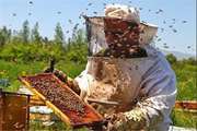 زنبورستان های استان از نظر بیماری های زنبور عسل تحت کنترل و نظارت دامپزشکی هستند