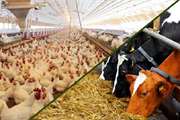 جزییات شرایط تخصـیص نهاده های دامی به مراکز پرورش مرغ تخمگـذار و گاوداری های صـنعتی