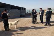 بازدید مدیرکل دامپزشکی استان یزد از کمپ سگ های بلا صاحب در سطح شهر