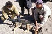طی 10ماهه سال 98 بیش از 17 هزار قلاده سگ صاحبدار علیه بیماری هاری در استان آذربایجان غربی واکسینه شده اند 
