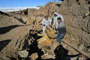 اقدامات اداره کل دامپزشکی استان در روستاهای منطقه زلزله زده بخش قطور در شهرستان خوی 