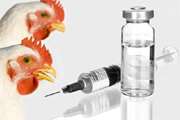 تزریق ۱۰ میلیون دز واکسن آنفلوانزای فوق حاد پرندگان در قم