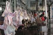 حدود 90 درصد گوشت تولیدی استان در کشتارگاه های صنعتی استحصال می شود