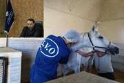 بیماری خاصی اسب های استان را تهدید نمی کند