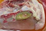 روابط عمومی دامپزشکی كهگیلویه وبویراحمد چرایی سبز شدن عضله سینه برخی از مرغ های كشتار روز را توضیح داد 
