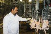 اجرای طرح ارتقاء کیفیت بهداشتی گوشت مرغ در زنجان