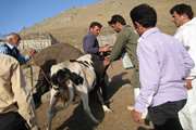 سناریوی مانور فرضی زلزله در روستای گنجه ای بویراحمد  نوشته شد + تصاویر