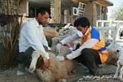 ویزیت رایگان بیش از 50 هزار راس دام سبک در مناطق زلزله زده