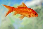 توصیه های اداره کل دامپزشکی کهگیلویه وبویراحمد برای انتخاب و نگهداری ماهی قرمز 