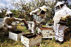 هشدارهای 26 گانه سازمان دامپزشکی به زنبورداران در سه ماهه اول سال 1398