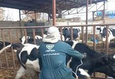 واکسیناسیون بیش از 69 هزار راس دام علیه بیماری تب برفکی در شهرستان خمینی شهر