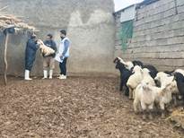  عملیات واکسیناسیون دامی در قالب اردوی جهادی دامپزشکی در شهرستان ایوان