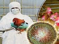         آشنایی با بیماری آنفلوآنزای فوق حاد پرندگان