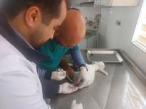 درمان بره آسیب دیده در شبکه دامپزشکی سربیشه