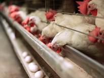 آغاز طرح تشدید مراقبت از بیماری آنفلوانزای فوق حاد پرندگان در واحدهای صنعتی و سنتی شهرستان