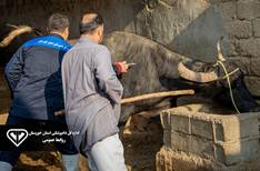 ایمن‌سازی ۸۵۰۰ رأس دام سنگین هویزه در برابر سویه جدید بیماری تب برفکی