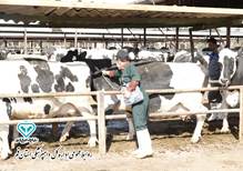 ادامه طرح واکسیناسیون لمپی‌اسکین در استان قم به منظور حفظ سلامت دام‌ها و جلوگیری از خسارات اقتصادی ، طرح واکسیناسیون لمپی‌اسکین (LSD) در مناطق عشایری و روستاایی استان قم