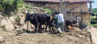 آغاز واکسیناسیون فراگیر لمپی اسکین در دامهای سنگین روستایی- عشایری استان گلستان 