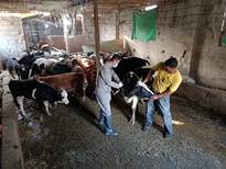 واکسیناسیون بیش از شش هزار و 700 رأس دام سبک و سنگین و ارائه خدمات رایگان دامپزشکی در شهرستان رودسر