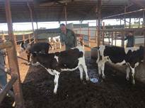 مهار سویه جدید تب برفکی در ساری با واکسیناسیون گسترده