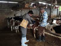 واکسیناسیون گسترده بیش از ۹۸۰ راس دام سنگین در مناطق روستایی ساری علیه بیماری‌های دامی