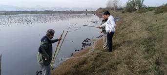 پایش تالاب‌های سیمرغ برای پیشگیری از آنفلوانزای پرندگان