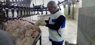 نظارت مستمر دامپزشکی آمل  بر کشتارگاه های شهرستان برای تضمین سلامت گوشت مرغ