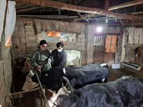 واکسیناسیون دام سنگین علیه بیماری لمپی اسکین در روستای کاسمده شهرستان آمل