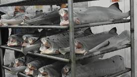 رشد چشمگیر  ۵۵ درصدی صادرات ماهی خوراکی مازندران در 10 ماهه سال جاری