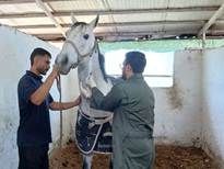 اجرای طرح پایش بیماری مشمشه در جمعیت تک‌سمیان آمل