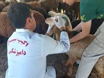 نظارت بهداشتی و شرعی بر ذبح 2544 راس دام در عید قربان
