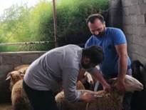 خدمات رایگان دامپزشکی در روستای کنس مرز محمودآباد به مناسبت هفته دفاع مقدس 