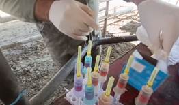 تست سل  و بروسلوز دامپزشکی مهریز